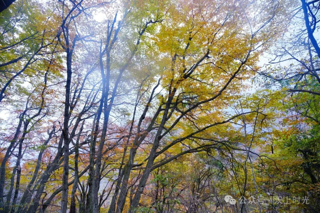 漢中龍頭山：云霧裹著秋景，像是在彩林間畫了層漸變。